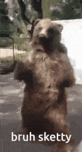 a bear is standing on its hind legs with the words bruh sketty on the bottom .