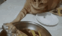 fishy kitty