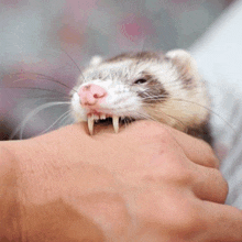 a ferret with long teeth is biting a person 's arm