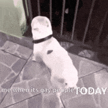 a white dog is standing on its hind legs with the words me when its gay people today below it