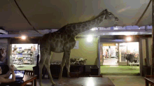 Giraffe Cheeking Out The Night Life GIF - Indoor Giraffe Restaurant GIFs