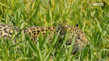 jaguar hunt sneaky our planet fresh water
