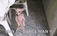 Way To Dance Man Chihuahua GIF - Way To Dance Man Chihuahua Party Hard GIFs