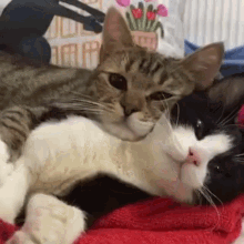 Cat Hug GIF - Cat Hug Cat Hug GIFs