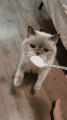 Cat Eating GIF - Cat Eating Yogurt GIFs