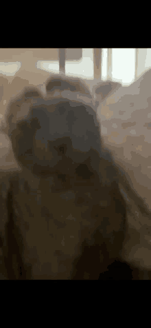 Indigo Dingus GIF - Indigo Dingus Cat GIFs