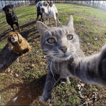 Selfie Cat GIF - Selfie Cat Gang GIFs