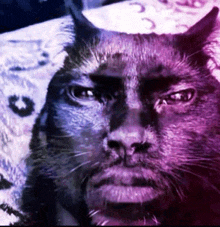 a close up of a cat 's face with a purple and blue background