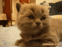 Off To Bed!  Good Night, Tumblr! GIF - Sleepy Cat Cute GIFs