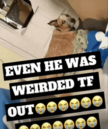 a cat laying on a bed with a caption that says even he was weirded te