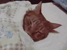 Bed Time Cat GIF - Bed Time Cat Sleeping GIFs