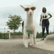 Billy The Goat GIF - Billy The Goat Sunglasses GIFs