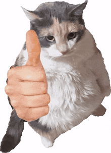 thumbs up cat thumb thums up