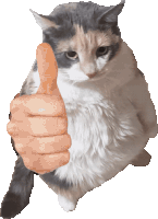 Thumbs Up Cat Sticker - Thumbs Up Cat Thumb Stickers