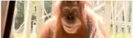 a close up of a monkey 's face with trees in the background