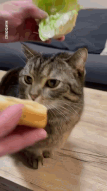 Cat Burger Cat Sandwich GIF - Cat Burger Cat Sandwich Cute Cat GIFs