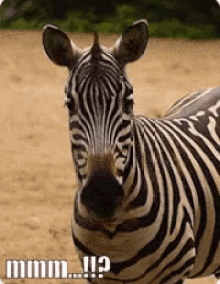 Zebra Mmm GIF - Zebra Mmm GIFs