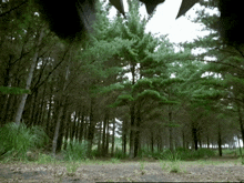 a dense forest with lots of trees and grass in the foreground