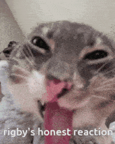 a close up of a cat 's face with its tongue out and the words rigby 's honest reaction below it