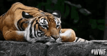 Tiger Sleepy GIF - Tiger Sleepy Tired GIFs