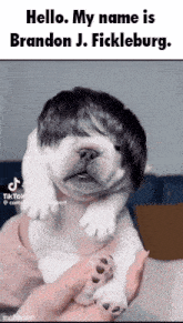 a person is holding a puppy with a wig on its head and the puppy is wearing a wig .