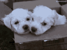 Puppy Love Cuddling GIF - Puppy Love Cuddling Love GIFs