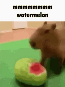 capybaras watermelon