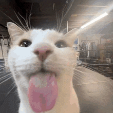 Cat Template Cat Meme GIF - Cat Template Cat Meme Maxwell GIFs