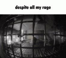 Despite All My Rage Rat In A Cage GIF - Despite All My Rage Rat In A Cage Rat GIFs