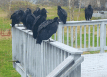 Hanging With The Buds Vulture Buddies Hungry GIF - Hanging With The Buds Vulture Buddies Hungry GIFs