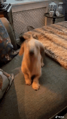 Dog Cute GIF - Dog Cute Jumping Dog GIFs