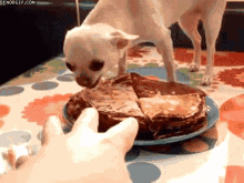 Dog Reaching Out GIF - Dog Reaching Out Angry GIFs
