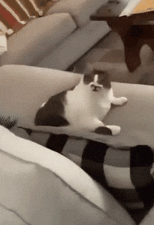 Gato Cat GIF - Gato Cat Meme GIFs