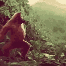 Orangutan Monkey GIF - Orangutan Monkey Dance GIFs