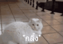 แมวกลิ้ง ม้วนตัว GIF - Cat Rolling Cat Roll Cat Somersault GIFs