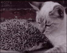 Cat Snuggle GIF - Cat Snuggle Hedgehog GIFs