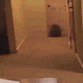 a hedgehog is walking down a hallway in a house .