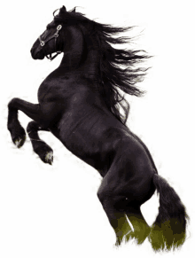 caballos de bronco horse stallion black horse