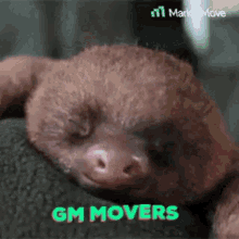 Marmot Gm GIF - Marmot Gm Good GIFs