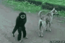 Macaco Idiota GIF - Macaco Idiota Cachorro GIFs
