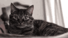 Funny Animals Cat GIF - Funny Animals Cat Wink GIFs