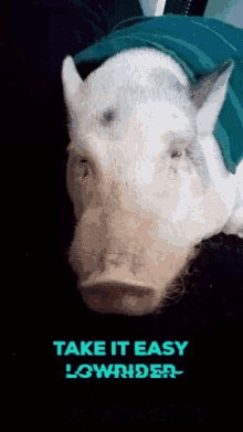 Take It Easy Pig GIF - Take It Easy Pig Resting Pig Face GIFs