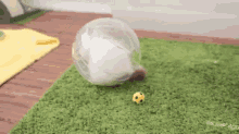 How Pokeballs Work GIF - Cat Hamster Ball GIFs