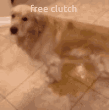 Freeclutch GIF - Freeclutch GIFs