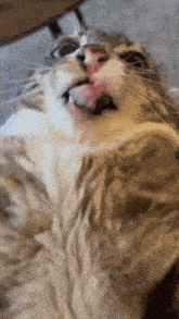 a close up of a cat laying on its back with its mouth open