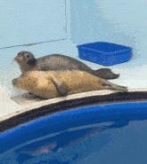 two seals laying on the edge of a pool with a blue box in the background