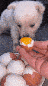 a white puppy is eating a hard boiled egg from a person 's hand