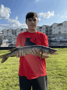 a young man in a red shirt holds a large fish in his hands