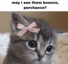 a picture of a cat with a pink bow on its head and the caption may i see them bounce perchance