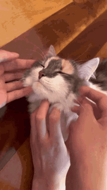 Pampered Cat Cat GIF - Pampered Cat Cat Spoiled GIFs
